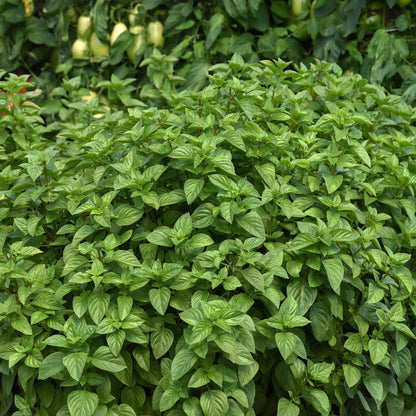 Basil everleaf lemon growing on a bush with rich green leaves.