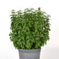 Basil everleaf lemon growing in a gray pot against a white background