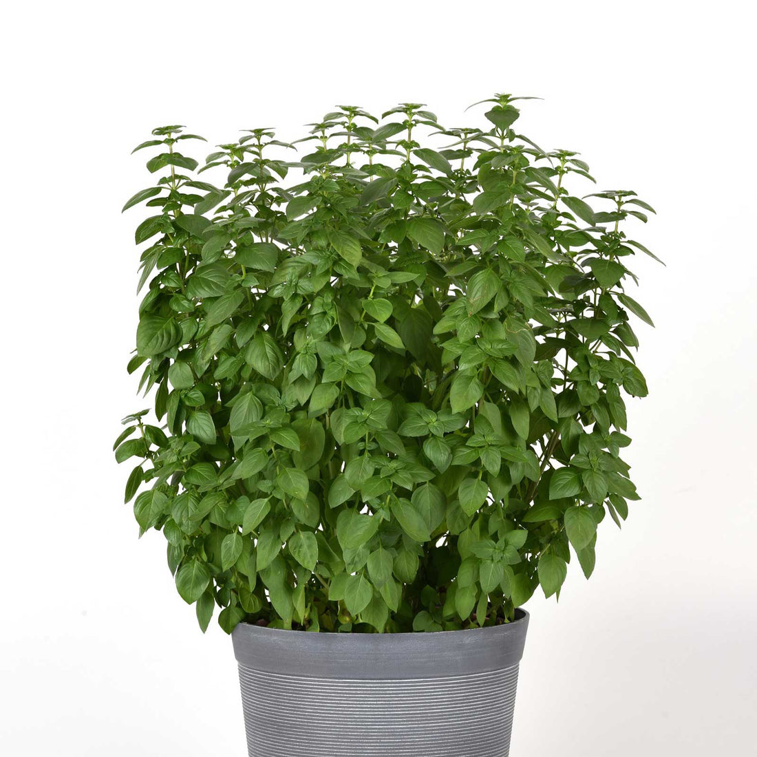 Basil Seeds - Everleaf Lemon | Herb Seeds | Eden Brothers