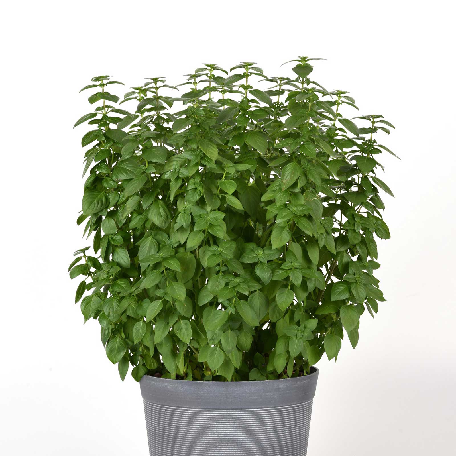 Basil everleaf lemon growing in a gray pot against a white background