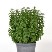 Basil everleaf lemon growing in a gray pot against a white background