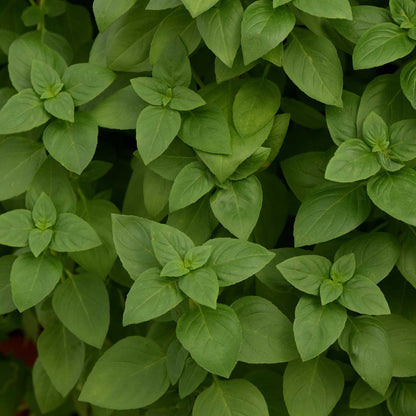 Close up of basil everleaf lemon leaves showing the typical basil growth pattern.