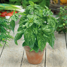 An overhead shot of Large Sweet for Pots basil plant with large leaves growing in a terra cotta pot.