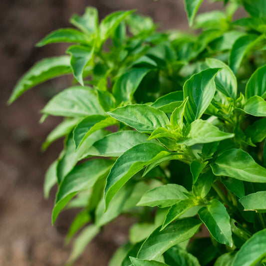A close-up of vibrant Lime Basil leaves with a soft focus background.