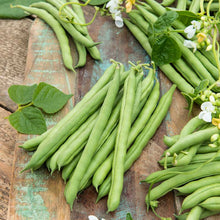 A close-up of green pole beans clustered, freshly harvest, on a dark background. | copyright: Floramedia UK Ltd
