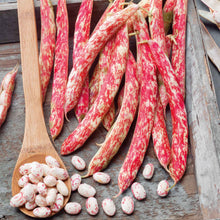 Close-up of several mottled, oblong borlotto beans with reddish-brown streaks and speckles on a white background.