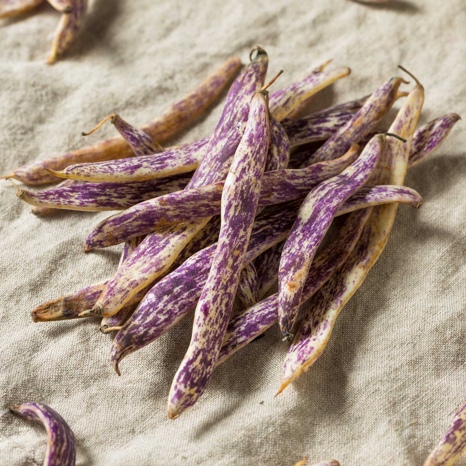A group of harvested dragon langerie beans showing the colorful purple and white pods.