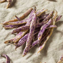A group of harvested dragon langerie beans showing the colorful purple and white pods.