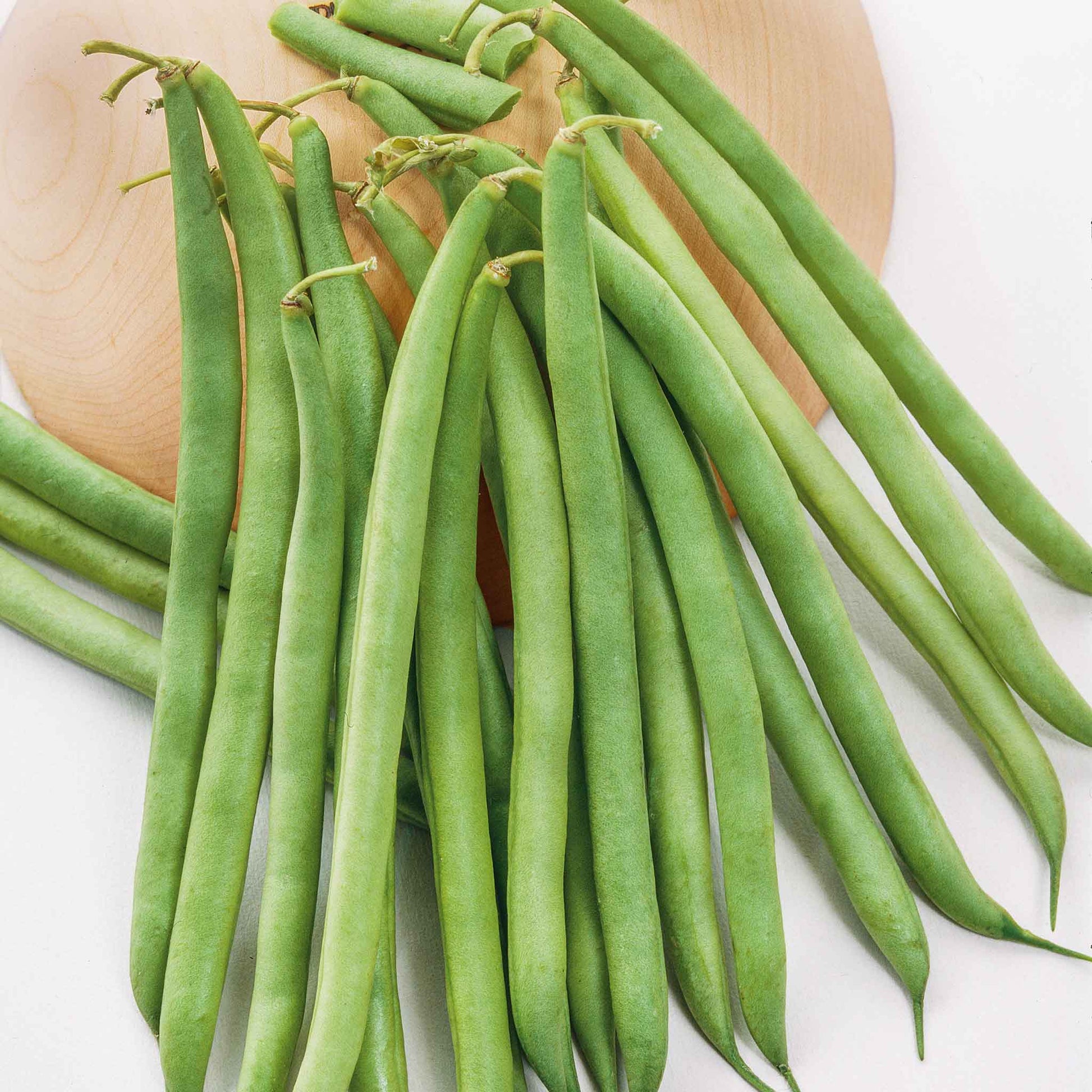 A close-up shot of green landreth stringless bush bean pods on the vine on a neutral background.