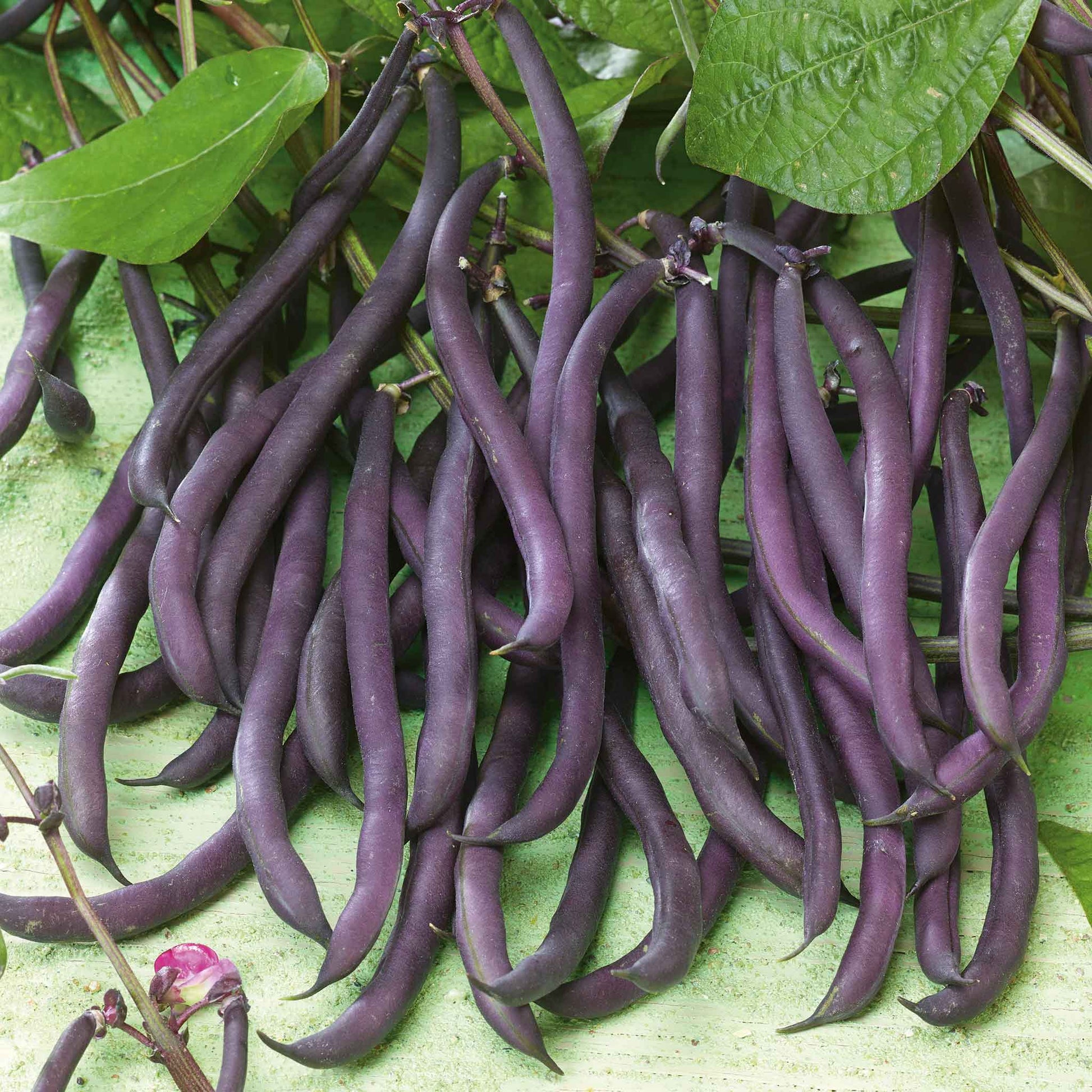 Close-up of vibrant purple Royal Burgundy bush beans with green foliage.