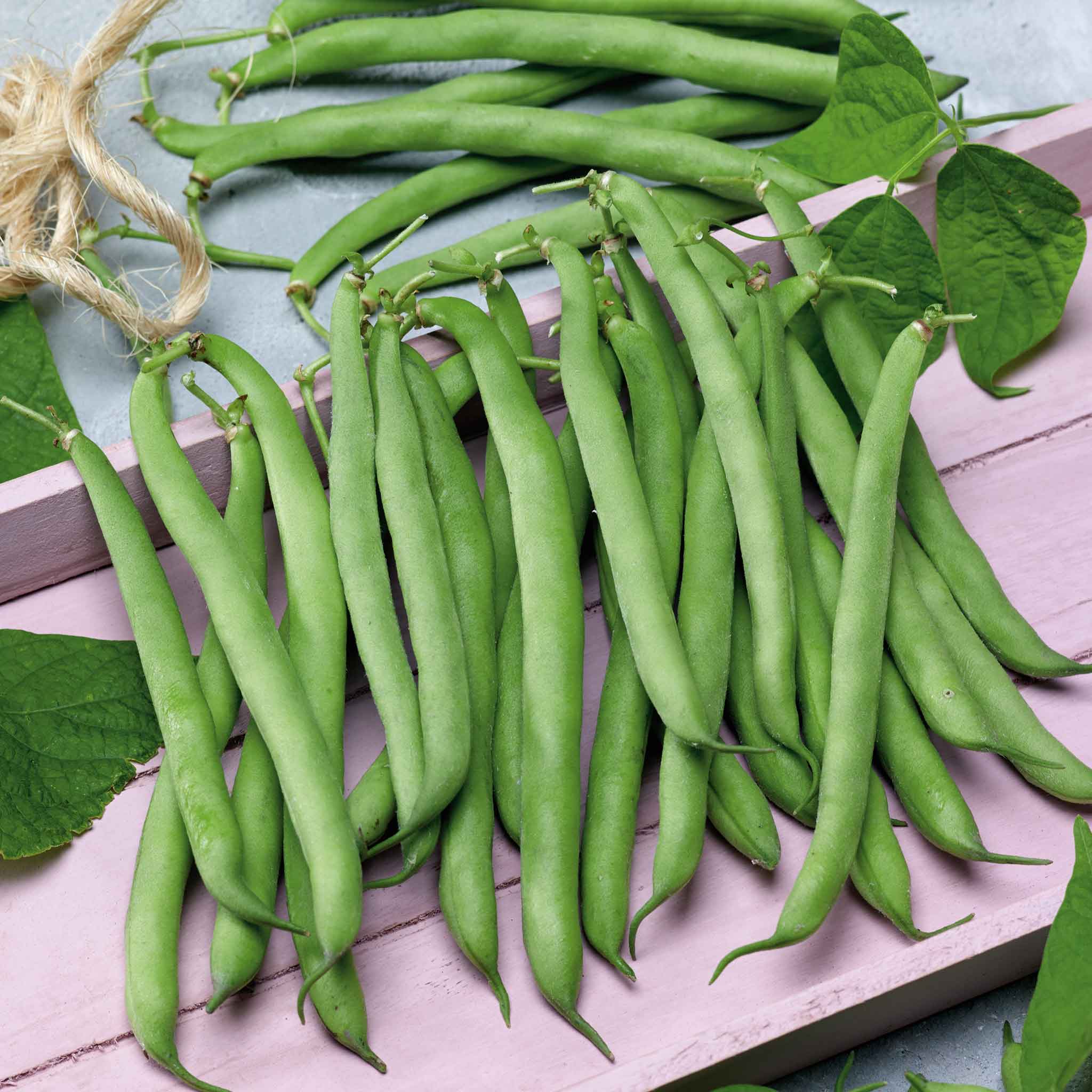 Bean Seeds Tendergreen