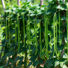 Beans orient wonder growing on a plant in a garden.