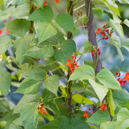 A vibrant close-up of scarlet runner beans on the vine, showcasing their distinctive red flowers and long green pods.