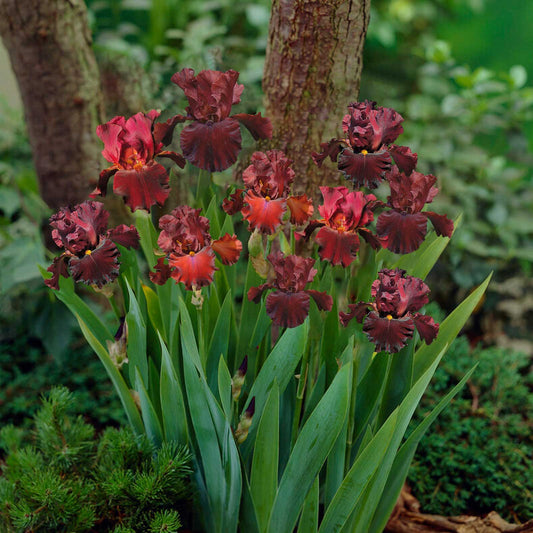 bearded iris 45 days red bloom