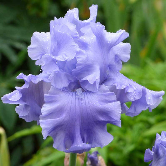 bearded iris abiqua falls