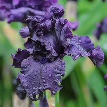 Close-up of a dark purple all night long bearded iris flower with a blurred background