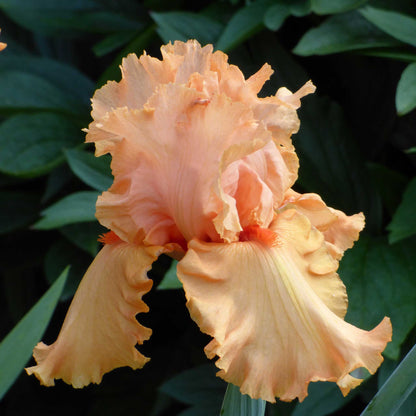 Close-up of an apricot autumn riesling bearded iris flower with a blurred background