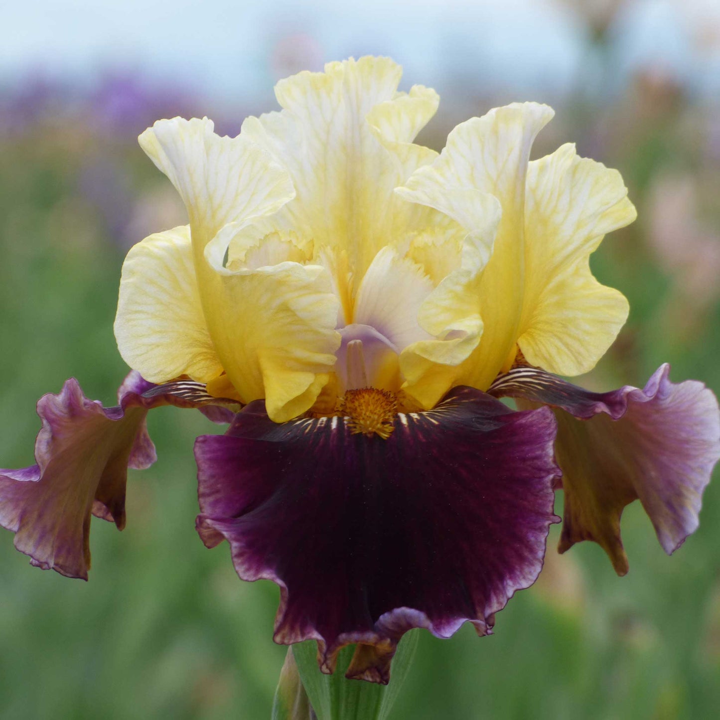 bearded iris banana wind