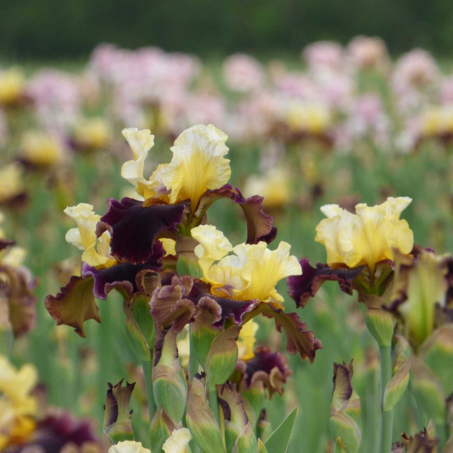 bearded iris banana wind