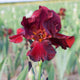 Re-Blooming Bearded Iris Bulbs - Bernice's Legacy