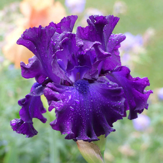 bearded iris berry fulfilling