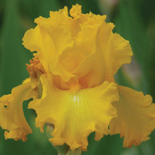 Close up of a yellow big as a moon bearded iris in a garden setting