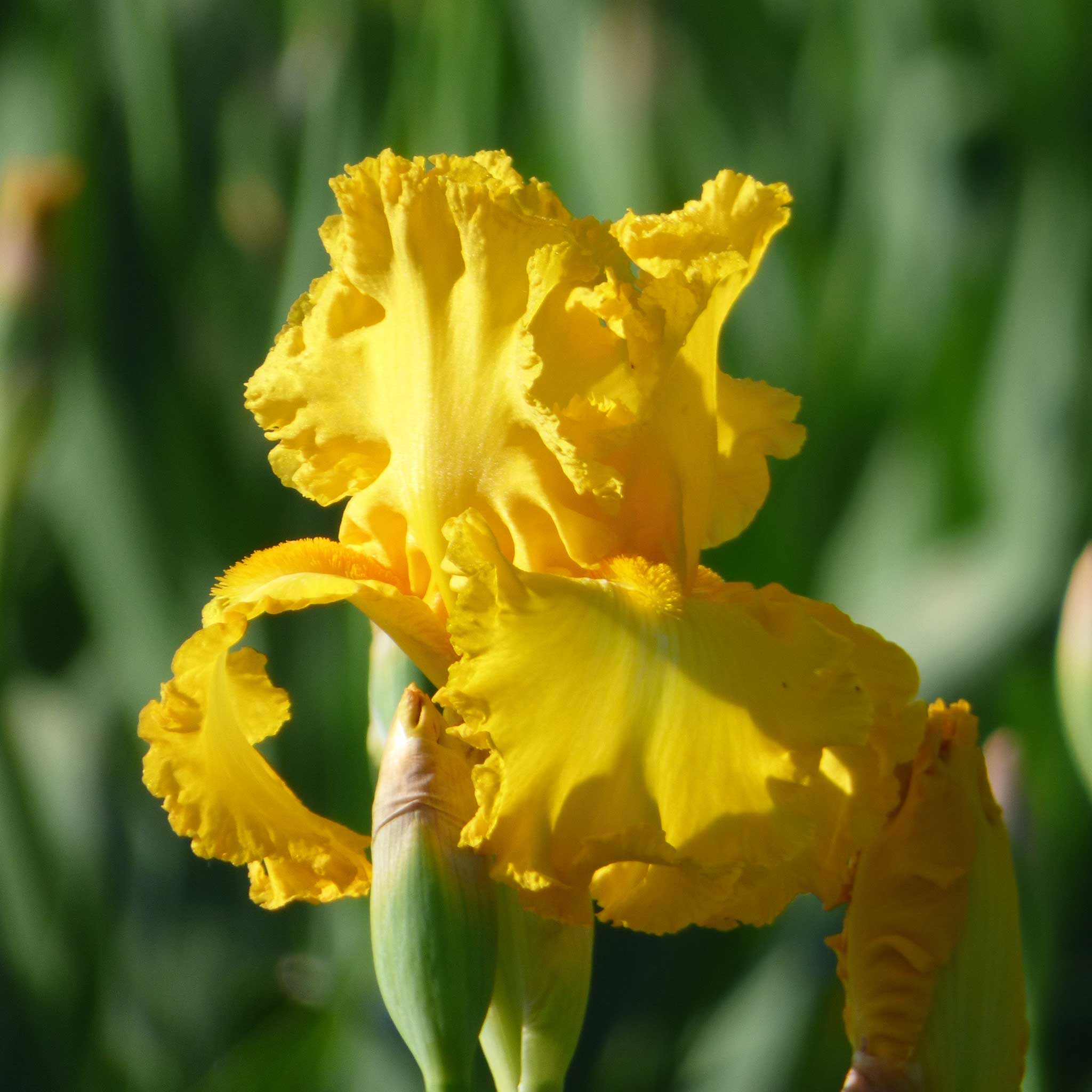 Close up of a yellow big as a moon bearded iris in a garden setting