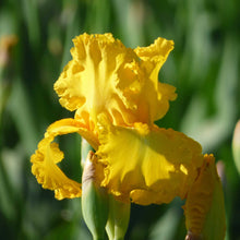 Close up of a yellow big as a moon bearded iris in a garden setting