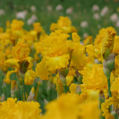 Close up of yellow big as a moon bearded iris in a garden setting
