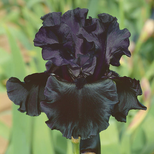 bearded iris black suited