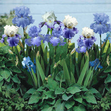 Purple and blue bearded iris blue mix close-up against a blurred green background.