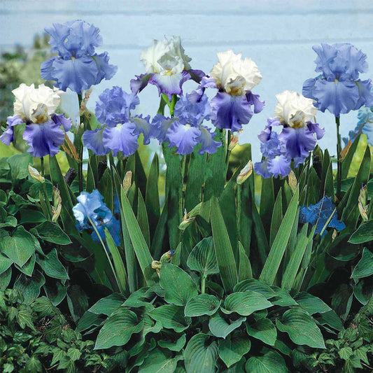 bearded iris blue mix