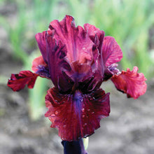 Reddish-pink bearded iris bounce with ruffled petals against a soft blurred background.