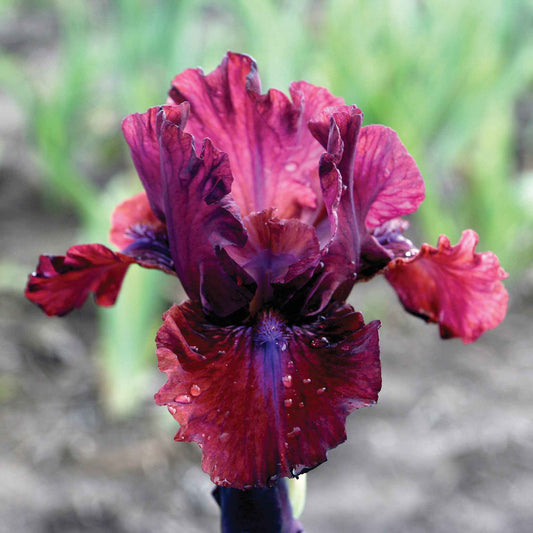 bearded iris bounce