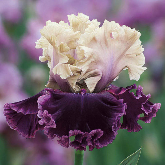 bearded iris but darling