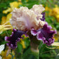 bearded iris but darling