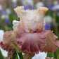 bearded iris champagne and strawberries