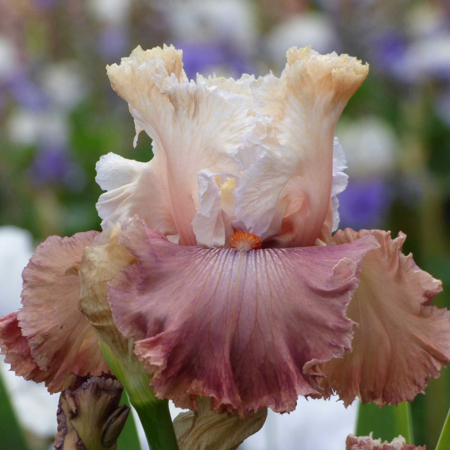 bearded iris champagne and strawberries