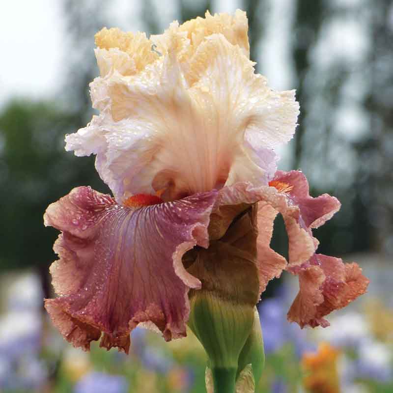 bearded iris champagne and strawberries