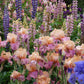 bearded iris champagne and strawberries