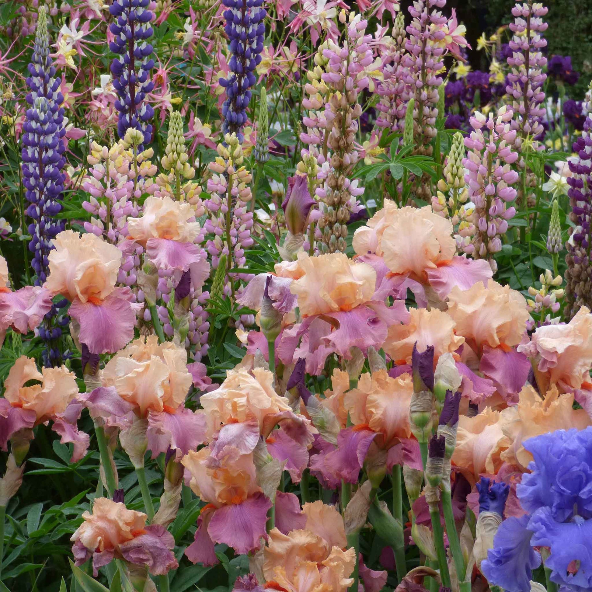 Bearded iris champagne and strawberries with purple petals and yellow accents, garden background.