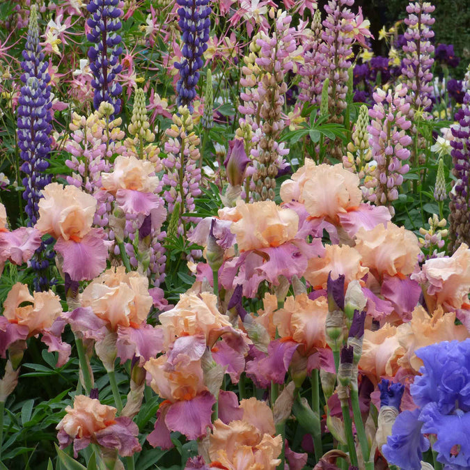 bearded iris champagne and strawberries