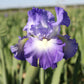 bearded iris city lights