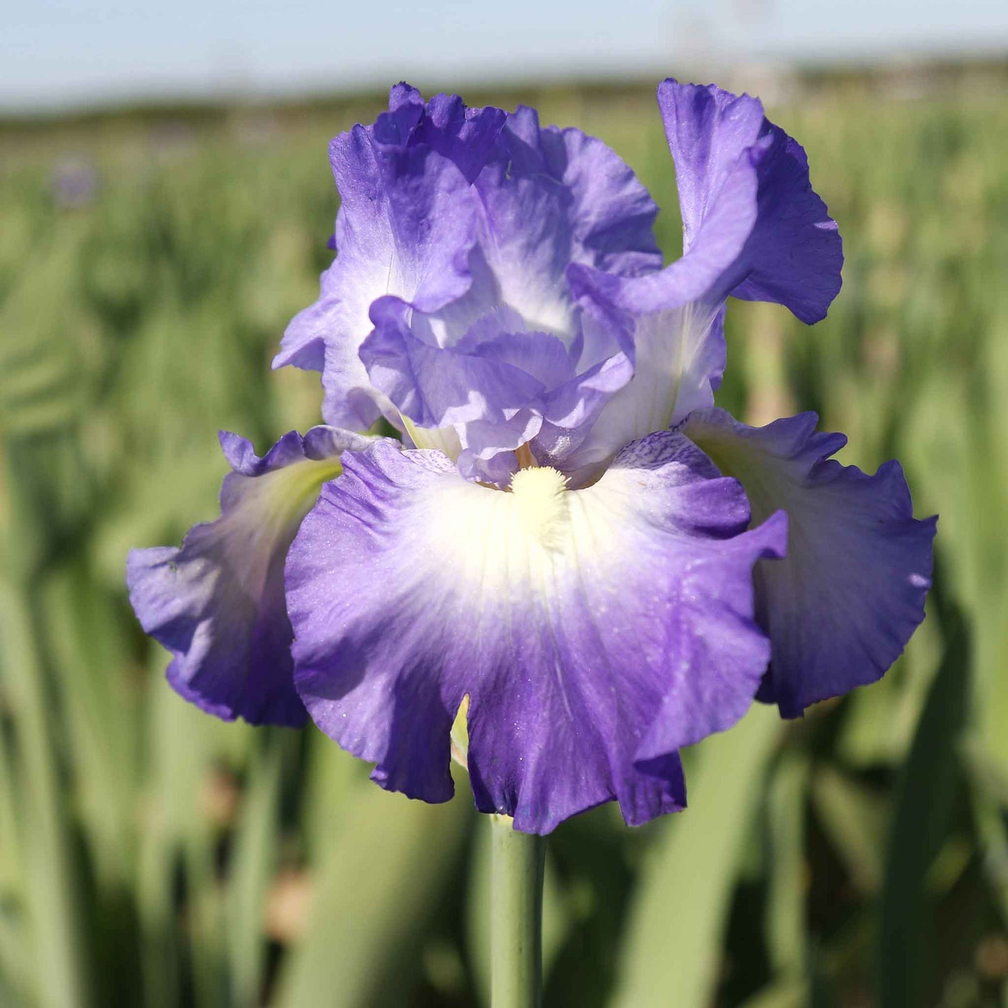 bearded iris city lights