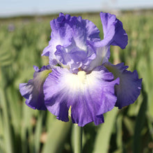 Purple and blue bearded iris city lights in bloom in a sunny garden setting.