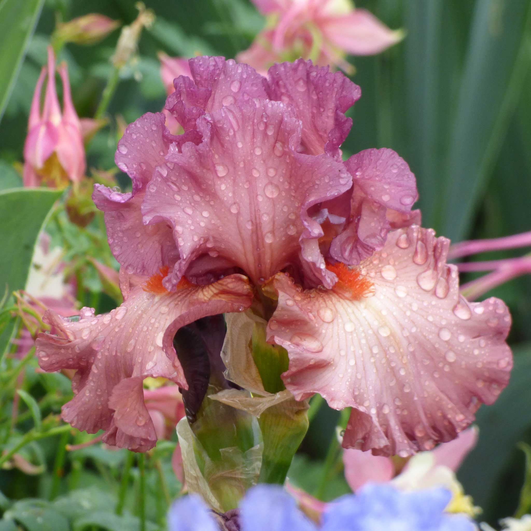 Bearded Iris - Code Red | Fall Flower Bulbs | Eden Brothers