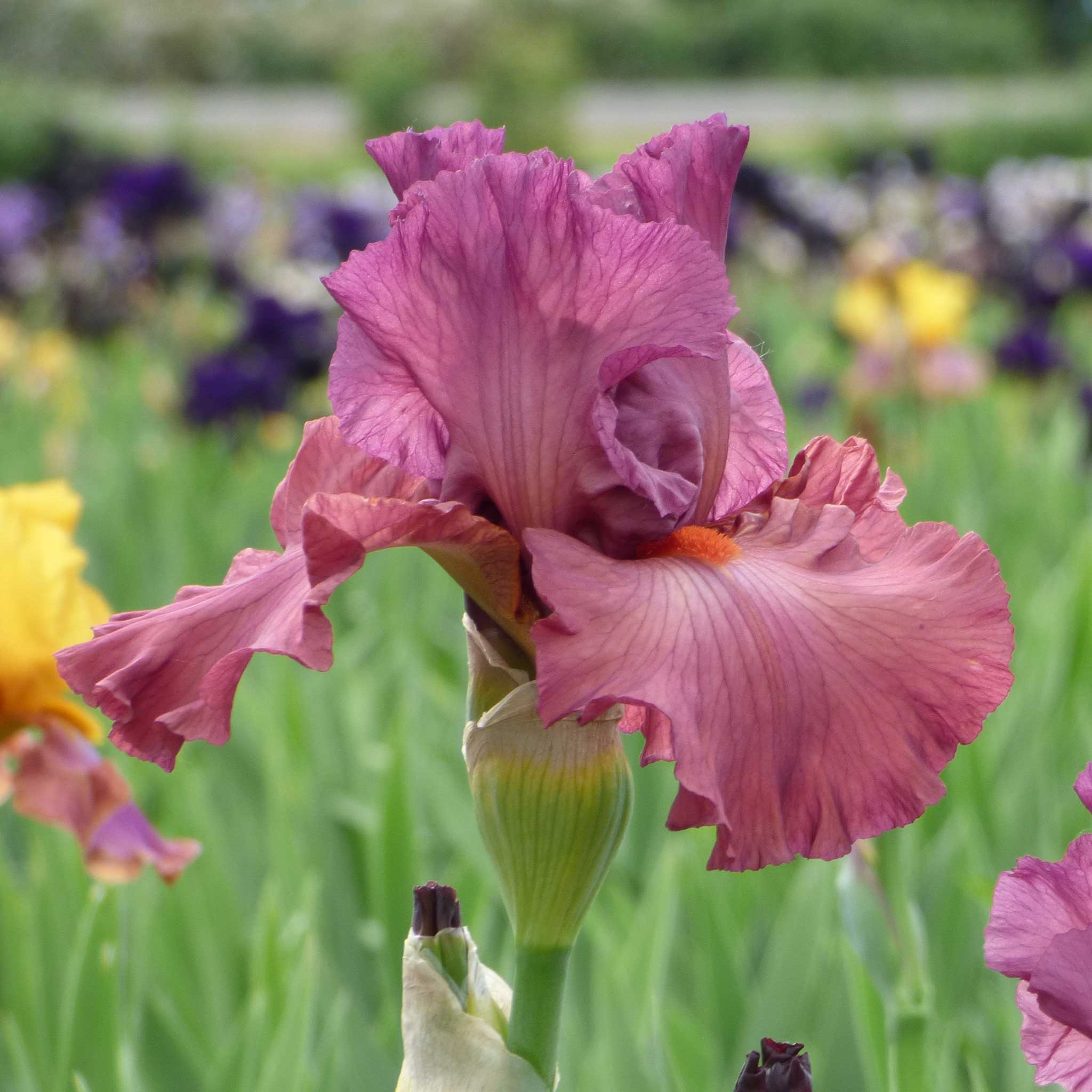 Bearded Iris - Code Red | Fall Flower Bulbs | Eden Brothers