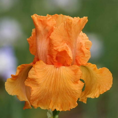 Bearded iris coup de soleil with bright orange blooms against a blurred green background.