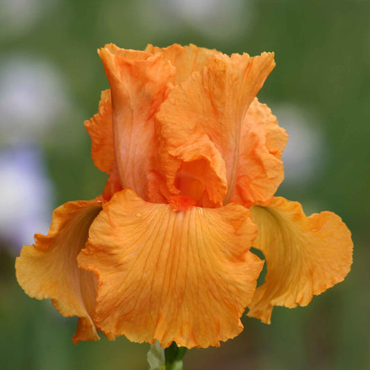 bearded iris coup de soleil
