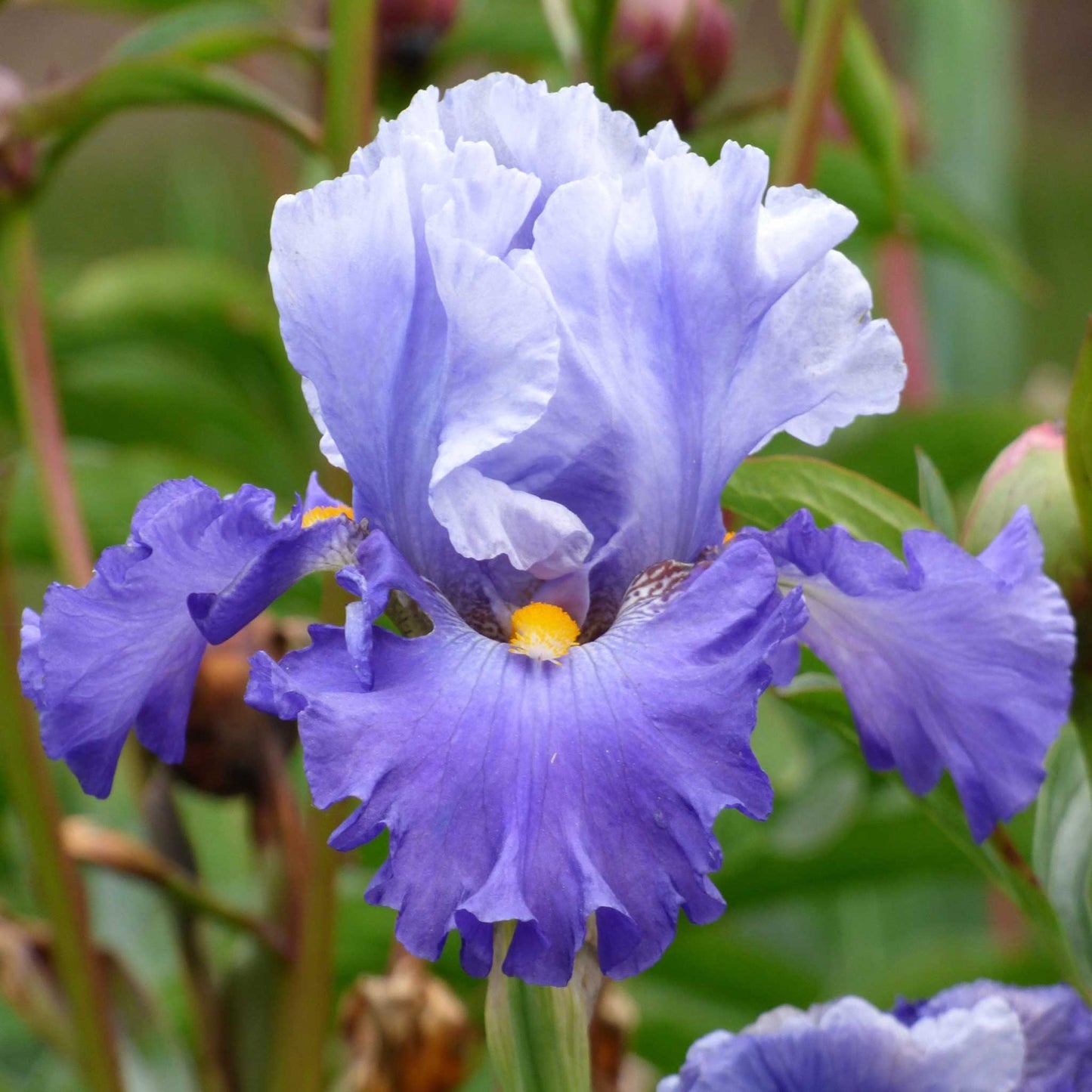 bearded iris cubs win it